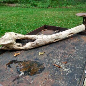 Real Tree Branch Limb Driftwood Creek Wood Rustic Taxidermy Display Garden Art